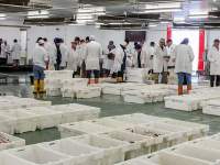 Brixham Fish Market Tours, Brixham, Devon