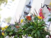 The Cleveland Bed and Breakfast Torquay, Devon, Spring flowers