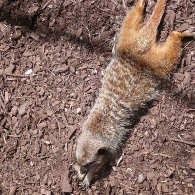 Paignton Zoo