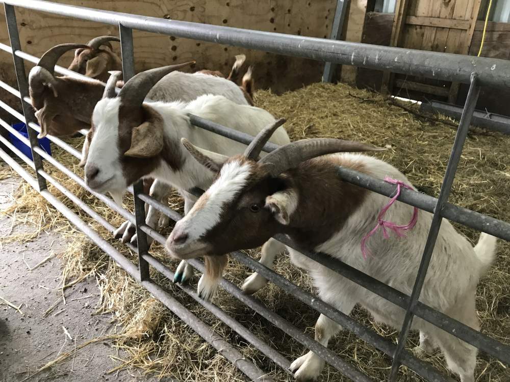 Ullacombe Farm 2